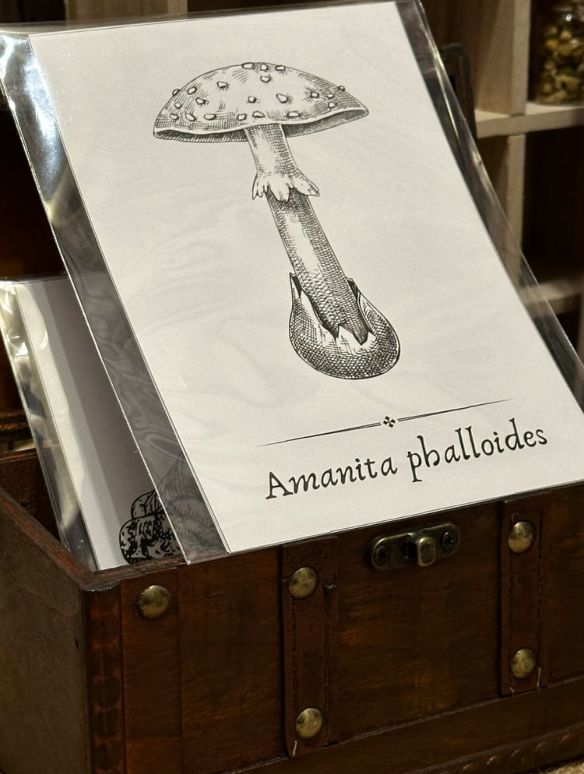 Apothecary Book Pages